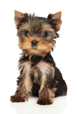 Yorkshire Terrier puppy sits on a white background. Baby animal theme clipart