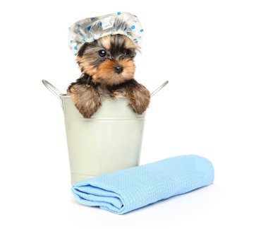 Yorkshire Terrier köpeği kovada, beyaz arka planda havluyla mayo takıyor.