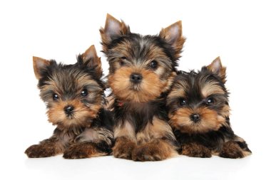 Three Yorkshire Terrier puppies posing on a white background clipart