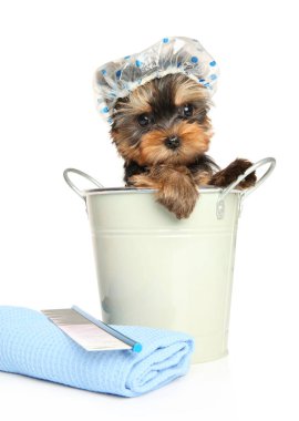 Beyaz arka planda havluyla mayo takmış, kovalı Yorkshire Terrier köpeği.