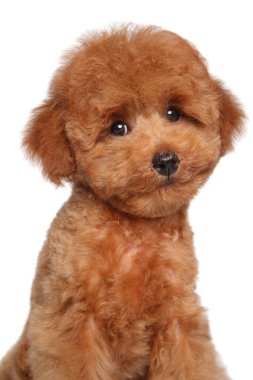 Beyaz arka planda kırmızı bir kaniş köpeğinin yakın plan portresi.