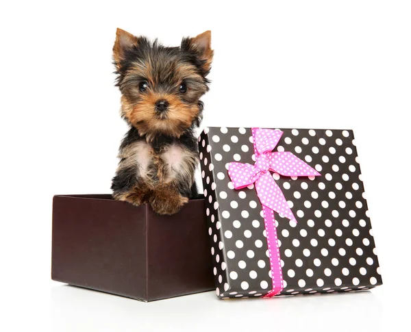 Yorkshire Terrier Puppy Sits Open Gift Box White Background — Stock Photo, Image