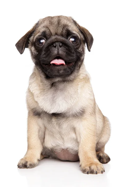 Cute Pug Szczeniak Patrząc Aparat Siedzi Białym Tle — Zdjęcie stockowe