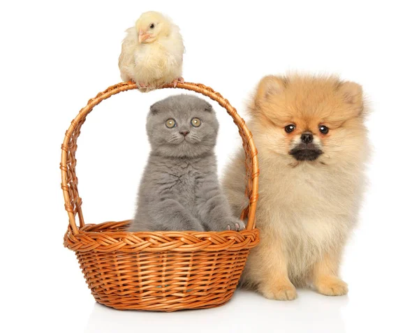 Scottish Fold Kitten Chick Pomeranian Spitz Looking Camera Sitting White — Stock Photo, Image