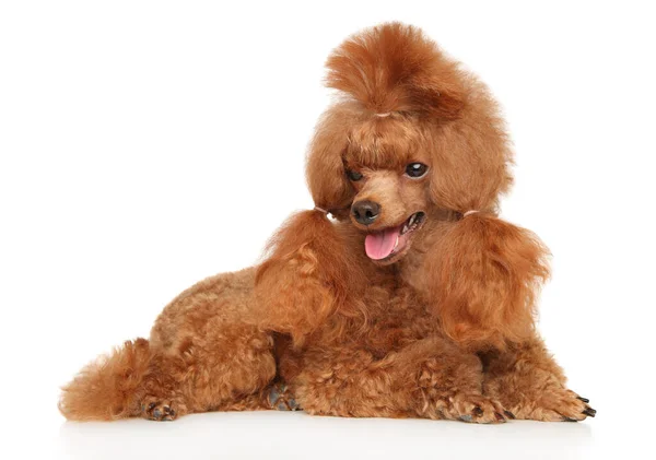 Charmante Caniche Jouet Rouge Couchée Sur Fond Blanc — Photo