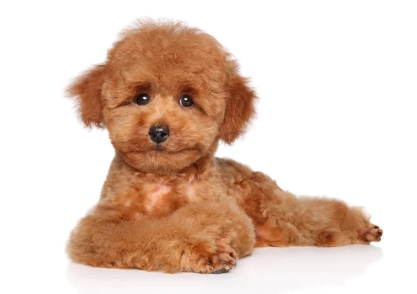 Brinquedo Poodle Cachorro Posa Lindamente Deitado Sobre Fundo Branco — Fotografia de Stock