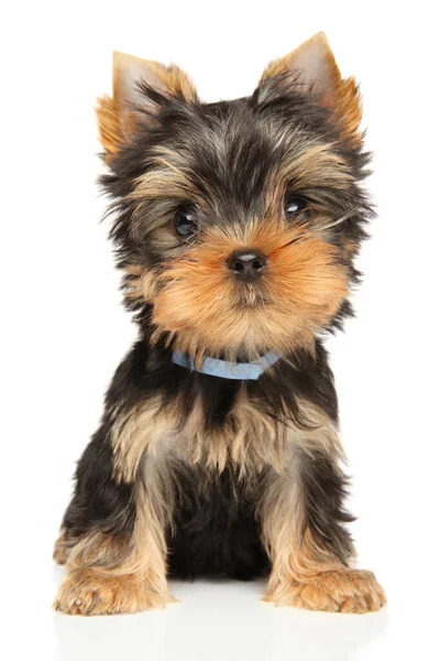 Hauska Yorkshire Terrier Pentu Istuu Valkoisella Taustalla — kuvapankkivalokuva