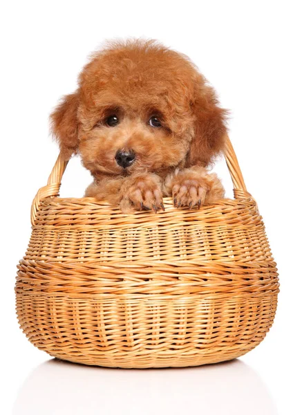 Red Toy Poodle Κουτάβι Ψάθινο Καλάθι Πατούσες Θέτει Λευκό Φόντο — Φωτογραφία Αρχείου