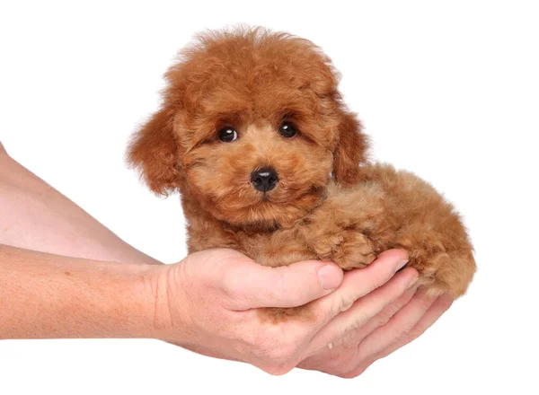 Homem Segura Brinquedo Cachorro Poodle Nas Mãos Fundo Branco — Fotografia de Stock