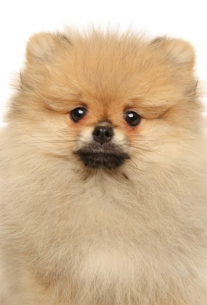 Close Cachorro Pomeranian Spitz Fundo Branco — Fotografia de Stock
