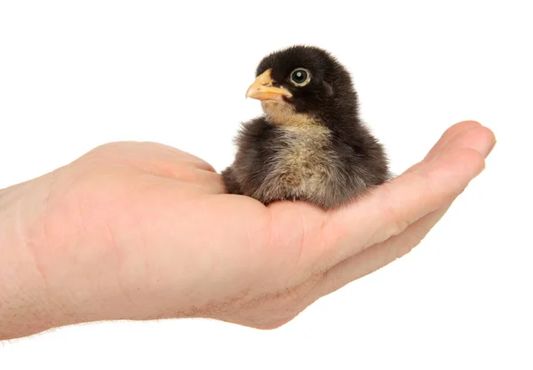 Man Holds Black Chick Hands Isolated White Background — Stock Photo, Image