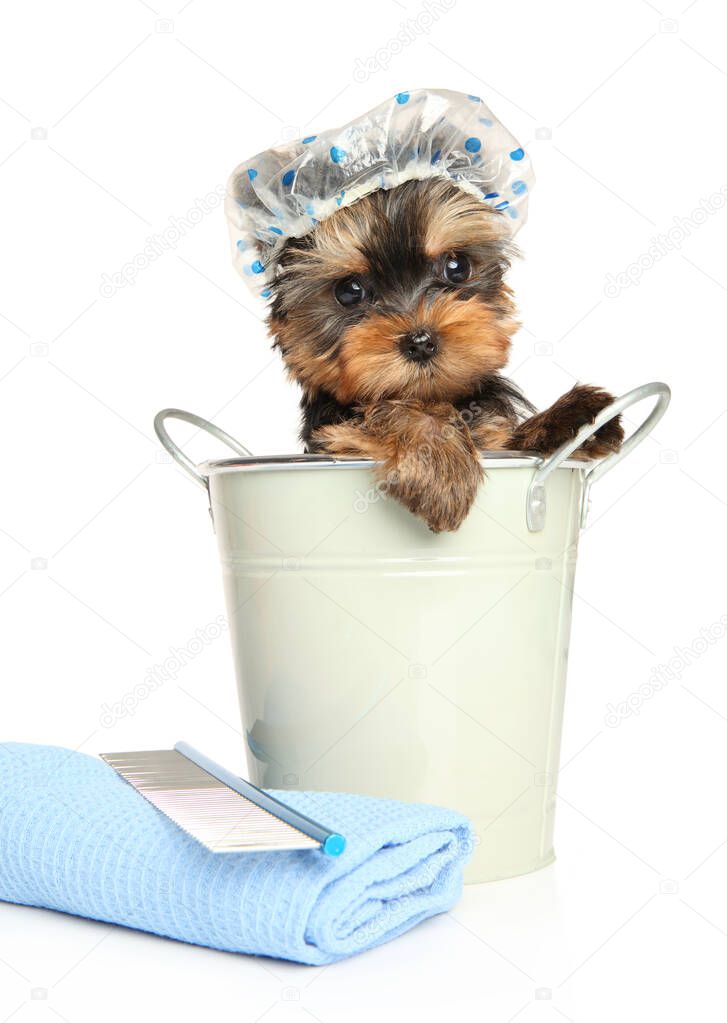 Yorkshire Terrier puppy with bucket, in a bathing cap with a towel on a white background