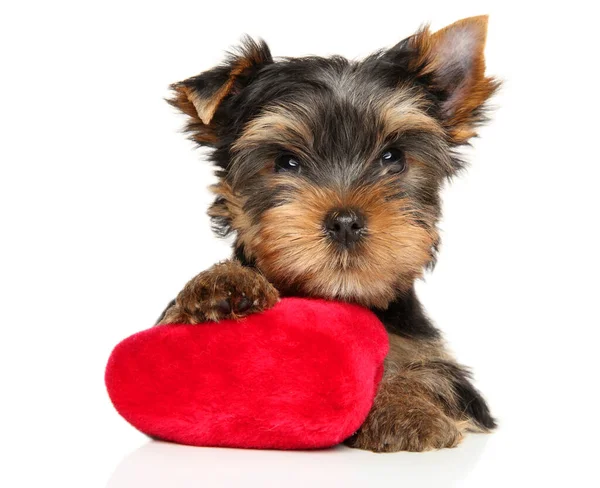 Yorkshire Terrier Cucciolo Con Peluche Rosso Giocattolo Forma Cuore Trova — Foto Stock