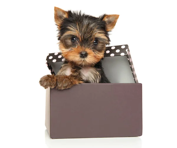 Yorkshire Terrier Puppy Gift Box White Background — Stock Photo, Image