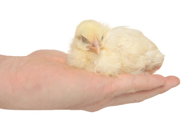 Kyckling Sömn Handen Isolerad Vit Bakgrund — Stockfoto