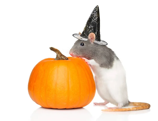 Rato Decorativo Chapéu Bruxa Perto Abóbora Halloween Laranja Fundo Branco — Fotografia de Stock