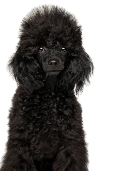白い背景に黒いポードル子犬の肖像画のクローズアップ — ストック写真