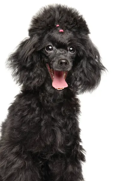 Black Poodle Puppy Portrait White Background — Stock Photo, Image