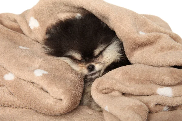 Pomeranian Spitz Puppy Resting Soft Blanket White Background — Stock Photo, Image