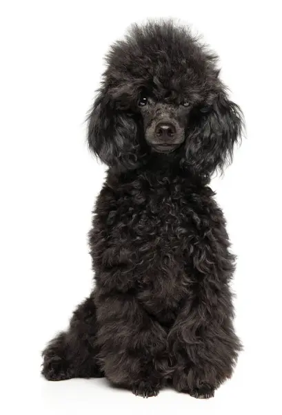 Black Poodle Puppy Seated White Background — Stock Photo, Image