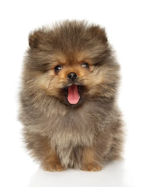 Pomeranian Spitz Puppy Yawns While Sitting White Background — Stock Photo, Image