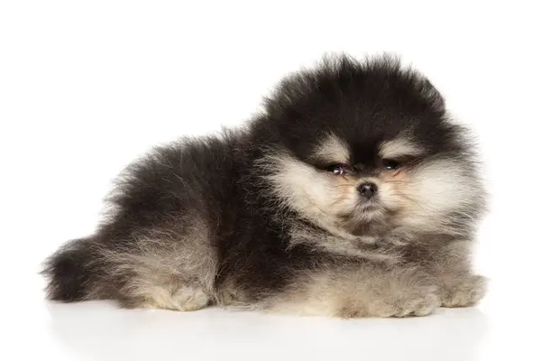 Pomeranian Puppy Lies White Background — Stock Photo, Image