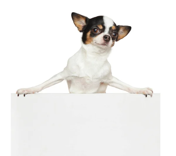 Chihuahua Sopra Banner Isolato Sfondo Bianco Immagini Stock Royalty Free