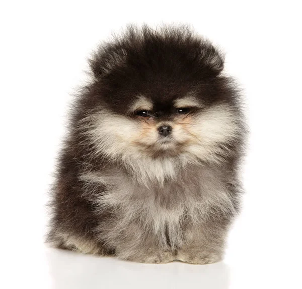 Pomeranian Spitz Pup Zittend Een Witte Achtergrond Stockfoto