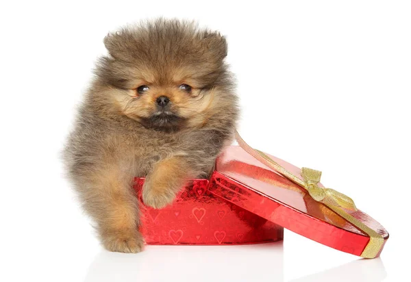 Pomeranian Puppy Ligt Een Rode Hartvormige Geschenkdoos Een Witte Achtergrond Stockafbeelding