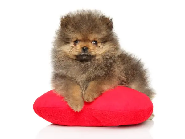 ポメラニアの子犬 白い背景に赤いハート型の枕の上に横たわっています ロイヤリティフリーのストック画像