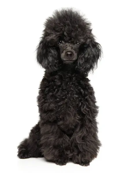 Een Zwarte Poedel Pup Zit Een Witte Achtergrond Stockfoto