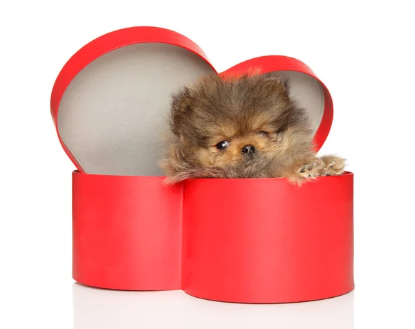 Pomeranian Puppy Zittend Een Rode Hartvormige Doos Een Witte Achtergrond Stockafbeelding