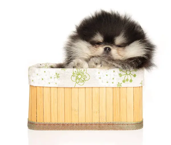 Cachorro Pomeranian Spitz Descansa Perezosamente Una Cesta Tejida Sobre Fondo Imagen De Stock