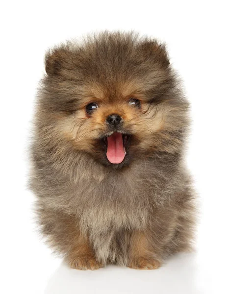 Pomeranian Spitz Puppy Geeuwt Terwijl Hij Een Witte Achtergrond Zit Rechtenvrije Stockfoto's