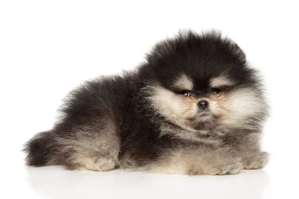 Pomeranian Puppy Lies White Background Royalty Free Stock Images