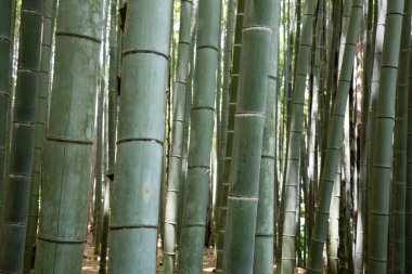 Bambu grove orman Kyoto Japonya'da