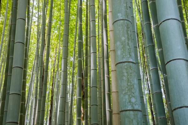 Bambushain Wald in Kyoto Japan — Stockfoto