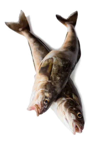 Świeże ryby morskie Arabesque greenling bass — Zdjęcie stockowe