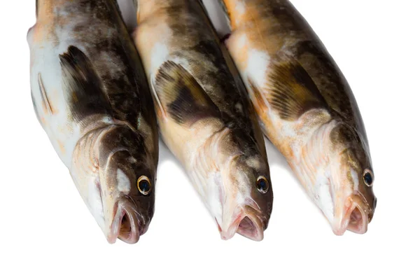 Świeże ryby morskie Arabesque greenling bass — Zdjęcie stockowe