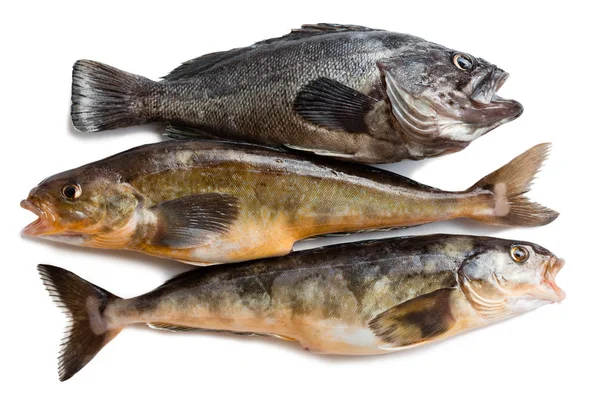 Peixes do mar frescos Hildendorf robalo e robalo verde árabe — Fotografia de Stock