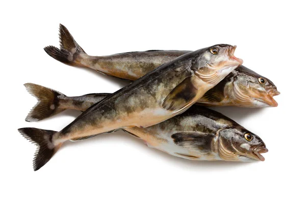 Fraîchement pêché poisson de mer Arabesque Greenling Basse — Photo