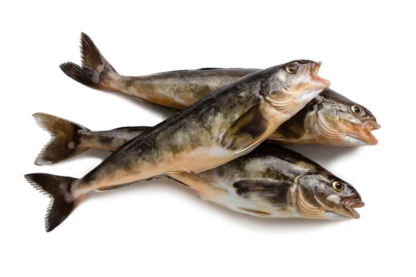 Peixe-marinho recentemente capturado Arabesque robalo verde — Fotografia de Stock