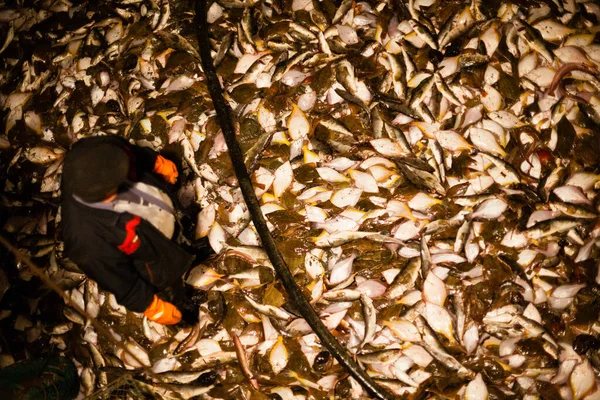 Pescador Entre Los Peces Capturados Cubierta Una Noche Barco — Foto de Stock