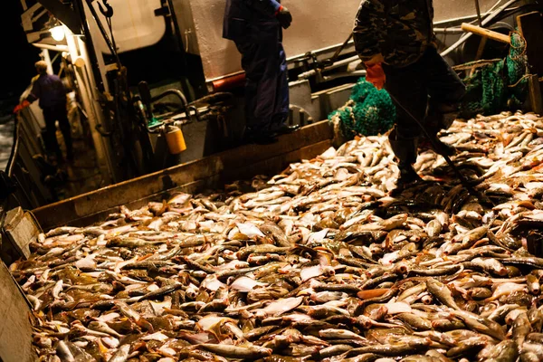 Pris Perche Poisson Plie Sur Pont Navire — Photo