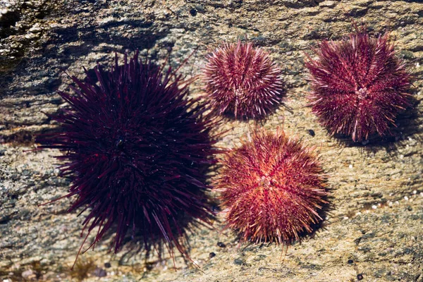 Live Black Gray Sea Urchins Lie Salt Water — Stock Photo, Image