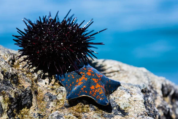 Live Sea Urchin Star Lie Rock — Stock Photo, Image