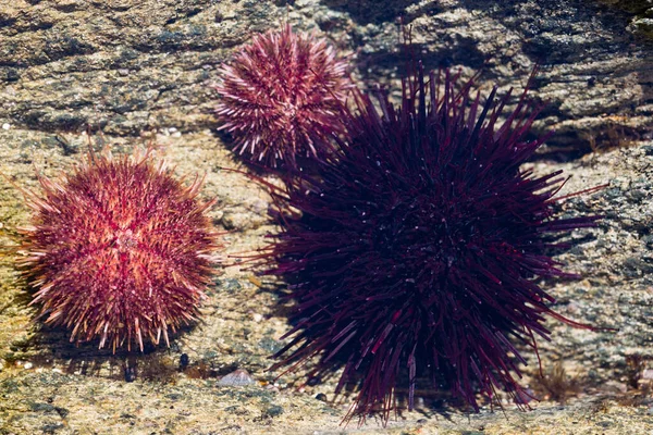 Live Black Gray Sea Urchins Lie Salt Water — Stock Photo, Image