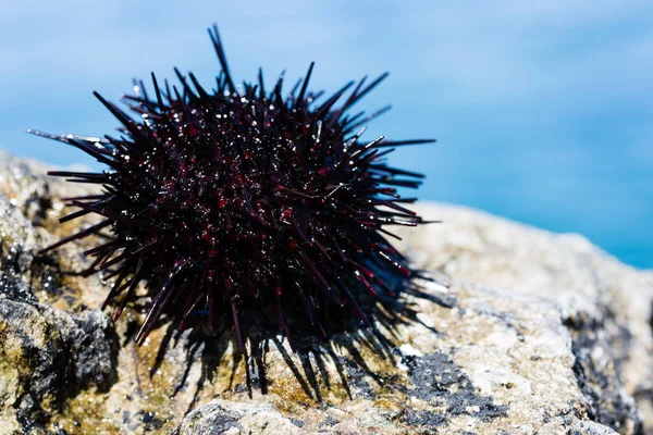 Live black and gray sea urchins lie on a rock