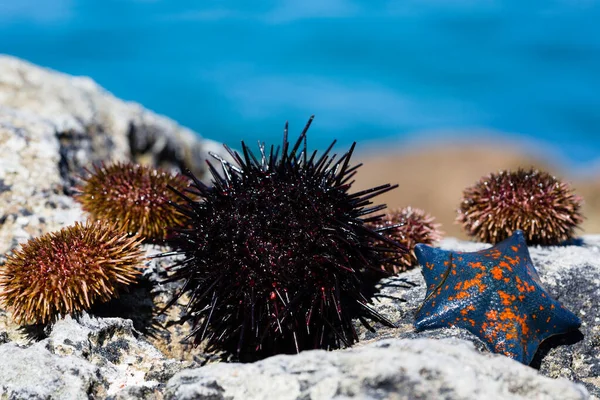 Live Sea Urchins Star Lie Rock Stock Picture