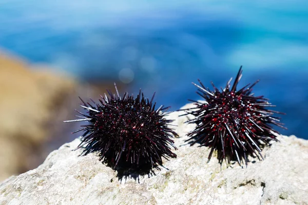 Live black sea urchins lie on a rock